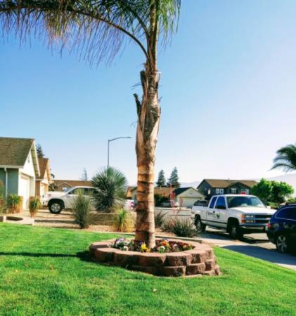 Hernandez Lawn Care and Gardening Services: Service Image-6 Hernandez Lawn Care and Gardening Services: Service Image-6